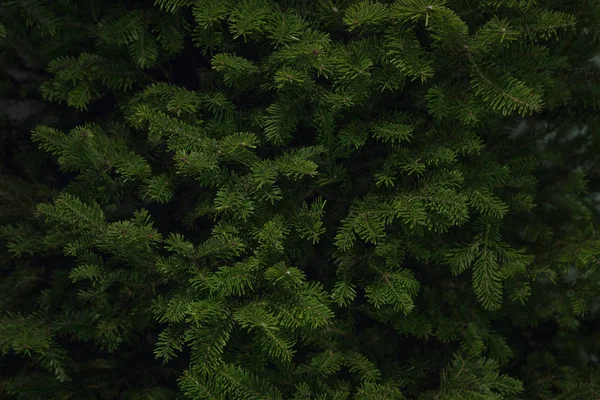 Закріплений Фоновий Знімок Гілок Balsam Spruce Christmas Tree Готовий Оздоблення — стокове фото