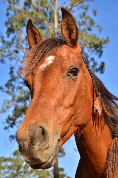 Rosie Indian Look — Stock Photo, Image