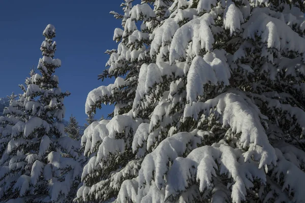 Большое Количество Свежего Снега Ветвях Елок — стоковое фото
