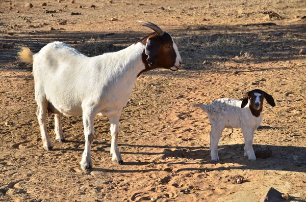 Cabras Las Kimberley — Foto de Stock