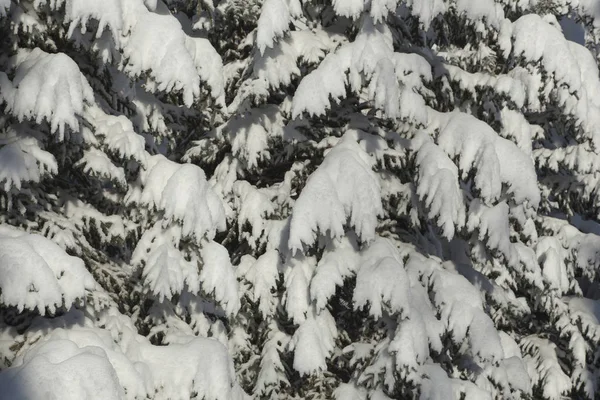 Grande Quantità Neve Fresca Sui Rami Abete Rosso — Foto Stock