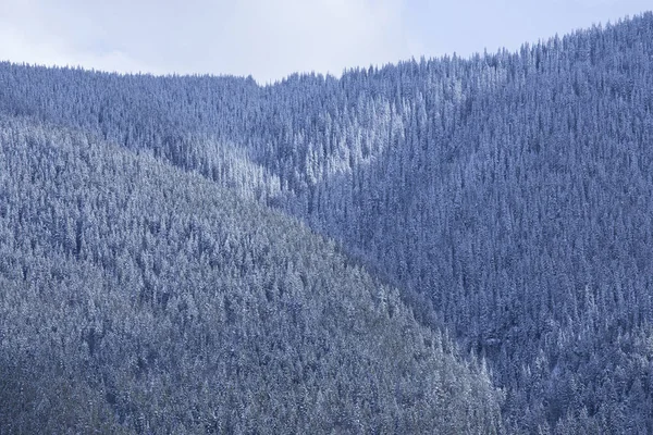 Las Opadach Śniegu Zboczu Góry Canadian Rockies — Zdjęcie stockowe