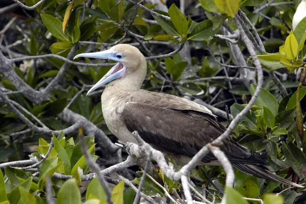 Vista Hermoso Pájaro Naturaleza — Foto de Stock