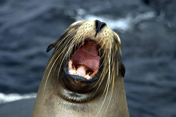 Schattige Zeeleeuw Zeedier — Stockfoto