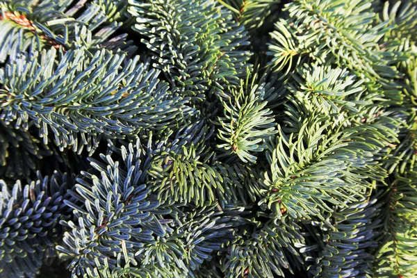 Ramas Nordmann Fir Como Decoración Navidad — Foto de Stock