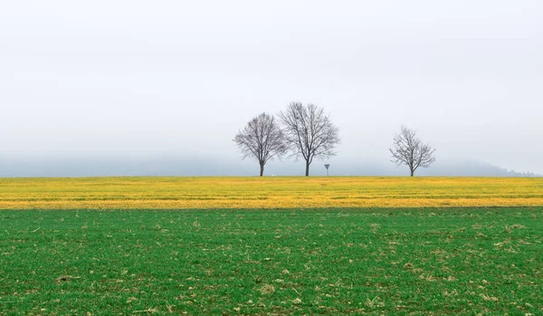 Champs Colorés Sur Jour Novembre Brumeux — Photo