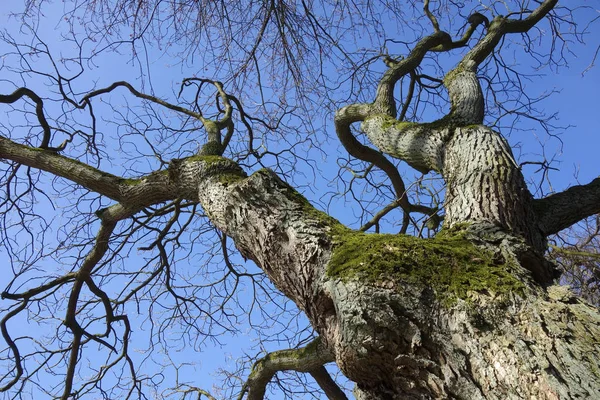 Pień Drzewa Brzoza Drewniana — Zdjęcie stockowe