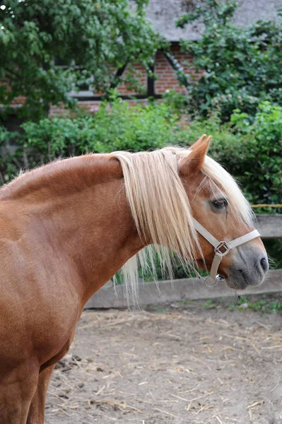 Horses Outdoors Daytime — Stock Photo, Image