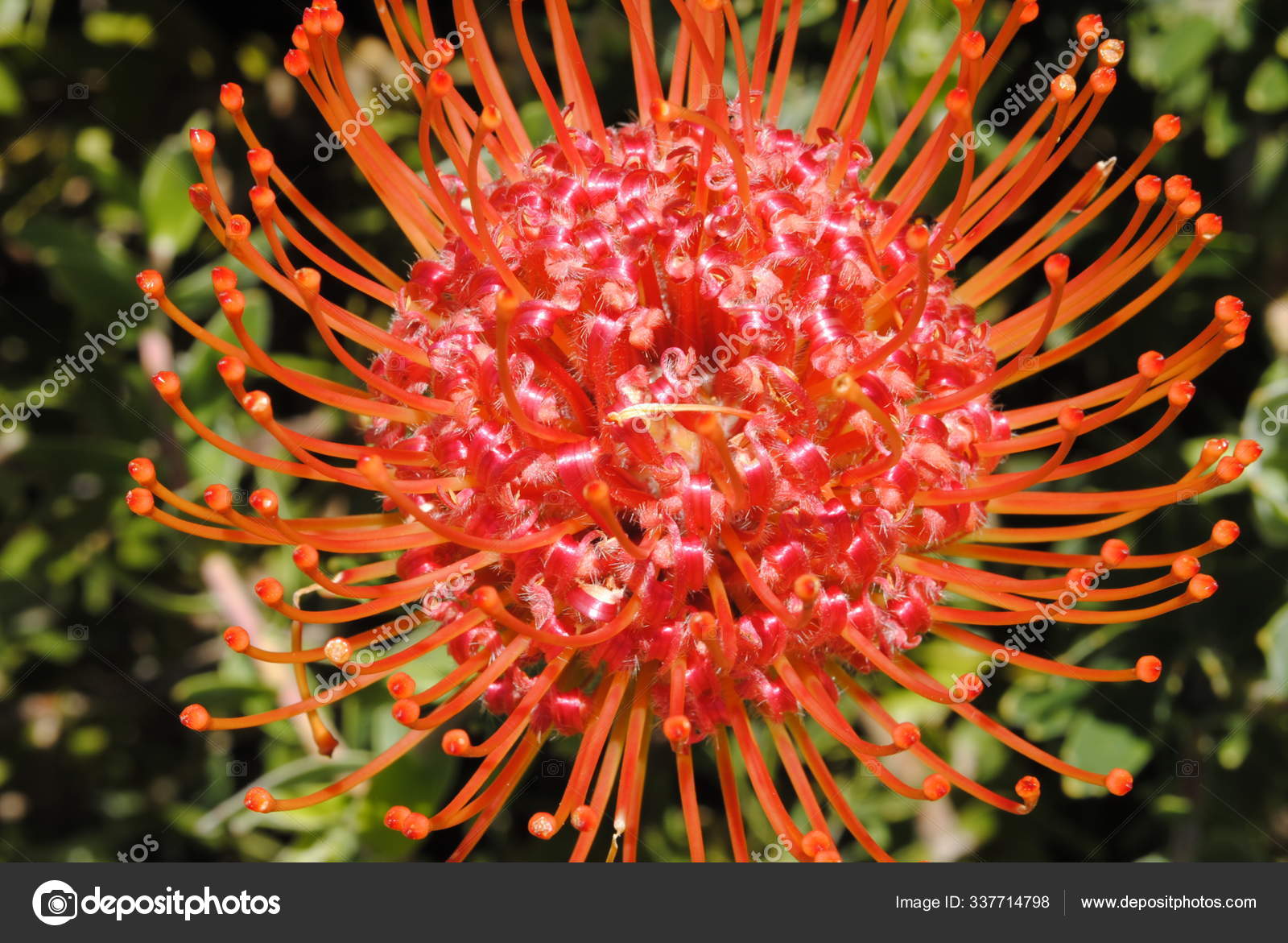 Protea Sugar Bush Stock Photo by ©PantherMediaSeller 337714798