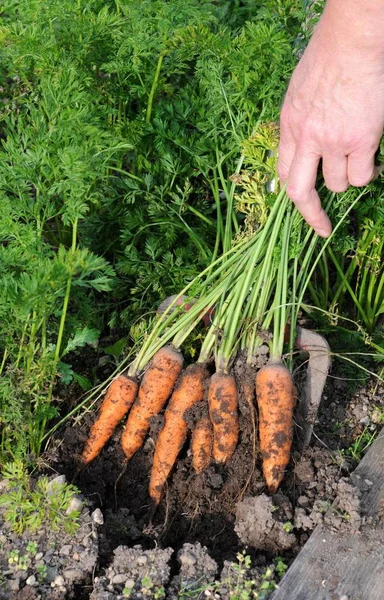 freshly harvested carrots from the house garden / fresh harvested carrots from the house garden