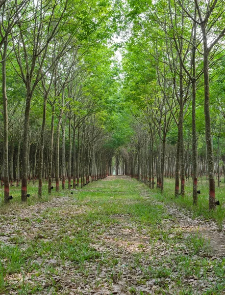 Perkebunan Pohon Karet Thaiiand — Stok Foto