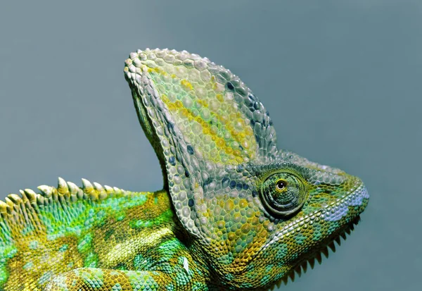 Portret Jemeńskiego Kameleona Kamaeleona Calyptratus — Zdjęcie stockowe