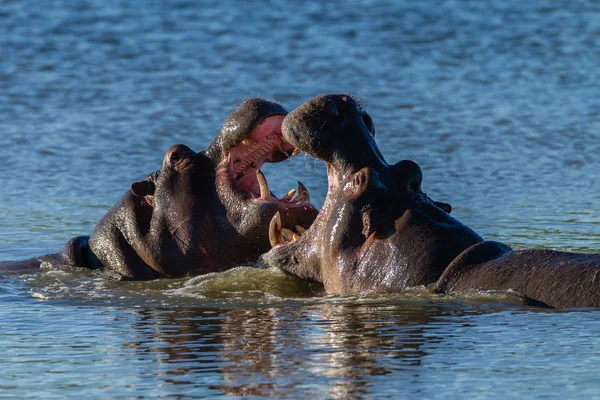 Hroši Výzva Boj Ústa Dokořán Otevřena Vodní Díry Rezervaci Wildlife — Stock fotografie