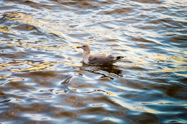 Gaviota Con Respaldo Negro Agua — Foto de Stock