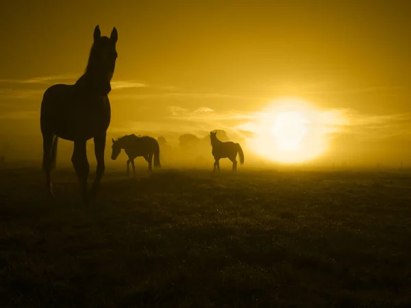 Kuda Paddock Kencang Saat Matahari Terbit — Stok Foto