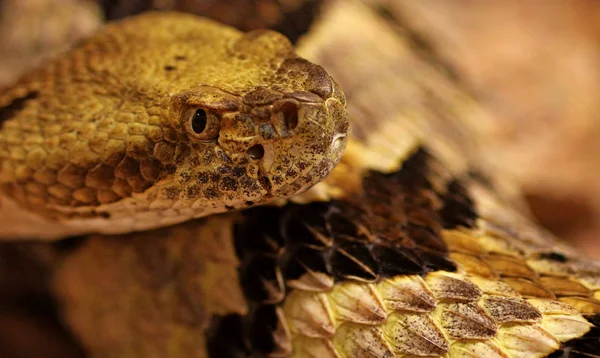 Forest Rattlesnake Crotalus Horridus — стоковое фото
