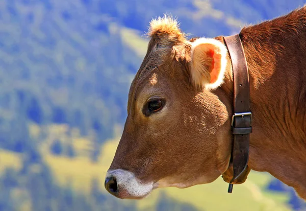 Badanie Głowy Krowy Alpach — Zdjęcie stockowe
