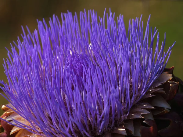 色とりどりの紫色の野生のアーティチョークの花 — ストック写真