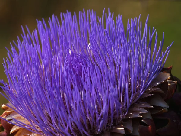 Fargerik Lilla Vill Artisjokkblomst – stockfoto