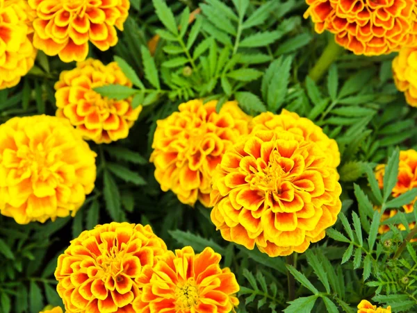 French Marigold Flower Tagetes Patula — Stock Photo, Image