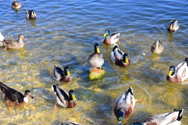 Vue Panoramique Canards Colverts Mignons Nature — Photo