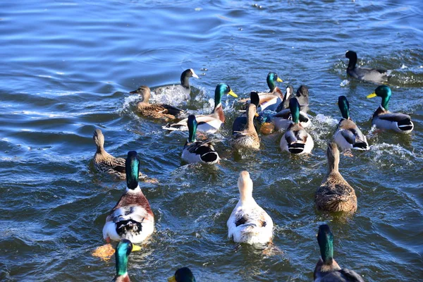 Vue Panoramique Canards Colverts Mignons Nature — Photo