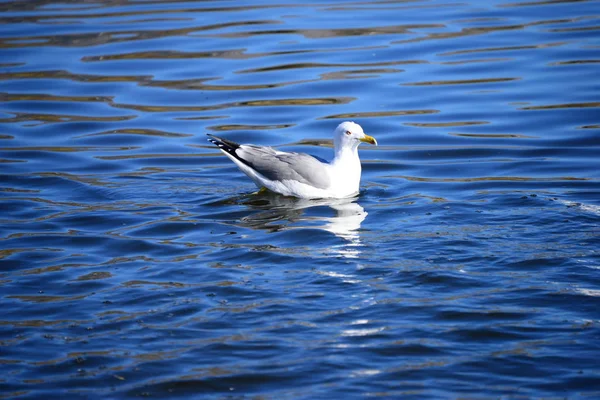 Gaivotas Mediterranean Mar Espanha — Fotografia de Stock