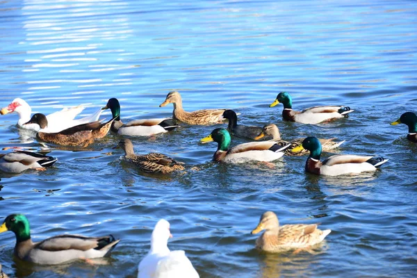 Vue Panoramique Canards Colverts Mignons Nature — Photo