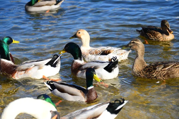 Festői Kilátás Aranyos Tőkés Kacsák Természetben — Stock Fotó