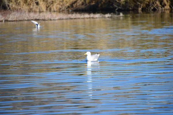 Gulls Mediterunderground Sea Spain — 스톡 사진