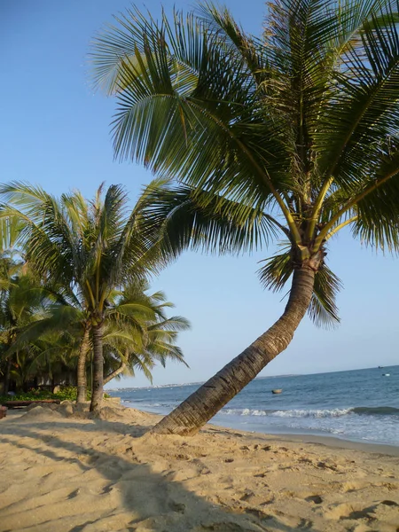 Palma Kokosowa Plaży Phan Thiet Vietnam — Zdjęcie stockowe