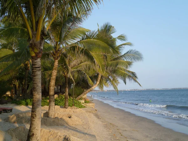 Palmeira Praia Phan Thiet Vietnam — Fotografia de Stock