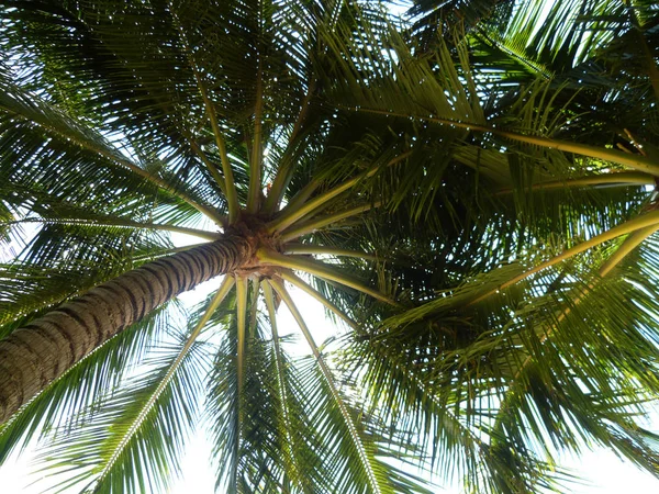 Palm Stranden Phan Thiet Vietnam — Stockfoto