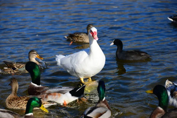 Scenic View Cute Mallard Ducks Nature — Stock Photo, Image