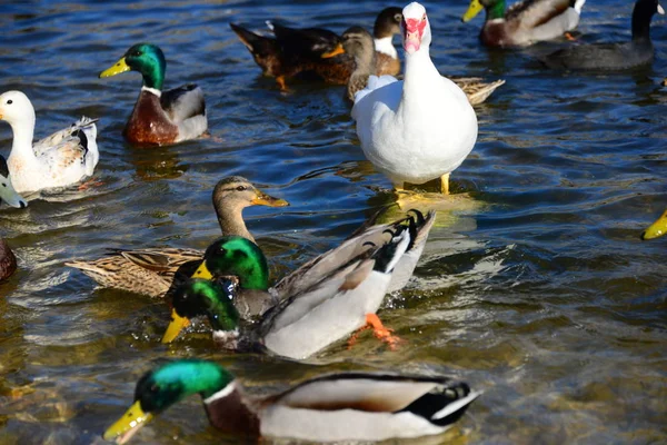 Γραφική Θέα Των Χαριτωμένων Παπιών Mallard Στη Φύση — Φωτογραφία Αρχείου