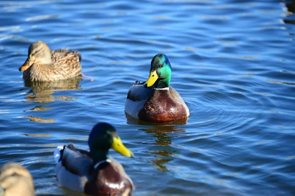 Teichwasser Und Entenvögel Tierwelt Natur Und Fauna — Stockfoto