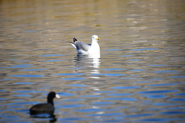 Malerischer Blick Auf Schöne Möwen Vögel — Stockfoto