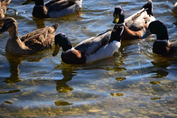 Schilderachtig Uitzicht Van Schattige Wilde Eenden Natuur — Stockfoto