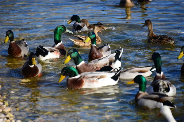 Teichwasser Und Entenvögel Tierwelt Natur Und Fauna — Stockfoto