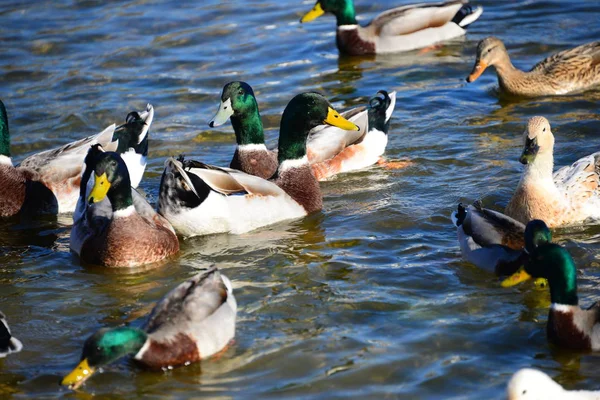 Aussichtsreiche Aussicht Auf Süße Stockente Der Natur — Stockfoto