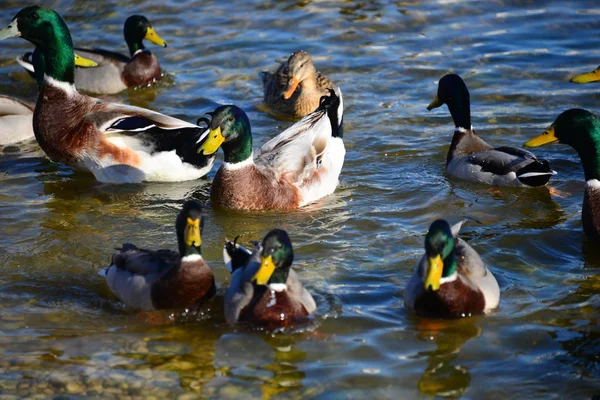 Vista Cênica Pato Mallard Bonito Natureza — Fotografia de Stock