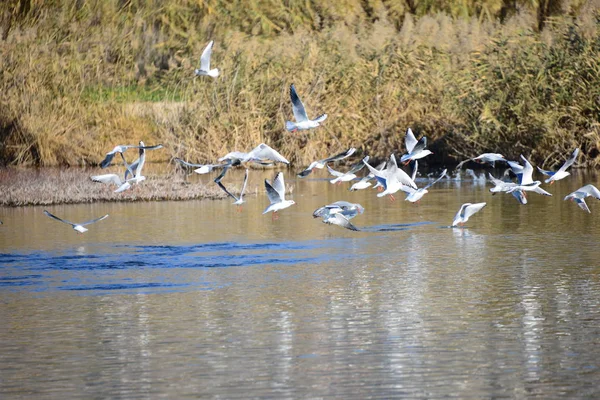 美しいカモメの鳥の風景 — ストック写真