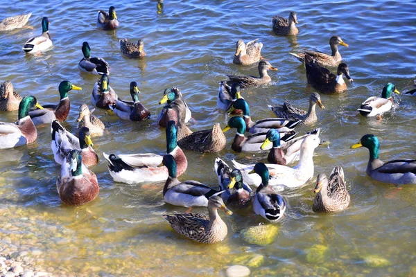 Aussichtsreiche Aussicht Auf Süße Stockente Der Natur — Stockfoto