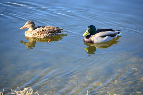 Aussichtsreiche Aussicht Auf Süße Stockente Der Natur — Stockfoto