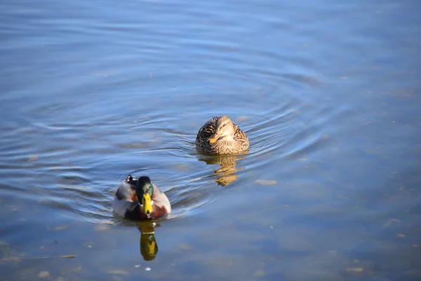 池の水とアヒルの鳥野生動物自然動物 — ストック写真