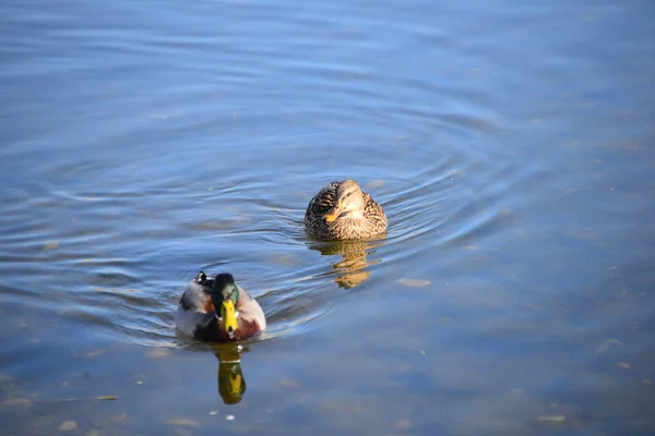 Teichwasser Und Entenvögel Tierwelt Natur Und Fauna — Stockfoto