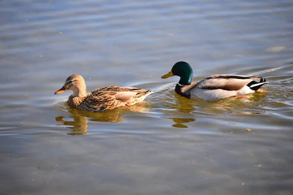 Aussichtsreiche Aussicht Auf Süße Stockente Der Natur — Stockfoto