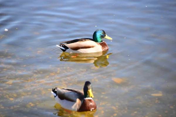 Agua Del Estanque Aves Pato Vida Silvestre Naturaleza Fauna — Foto de Stock