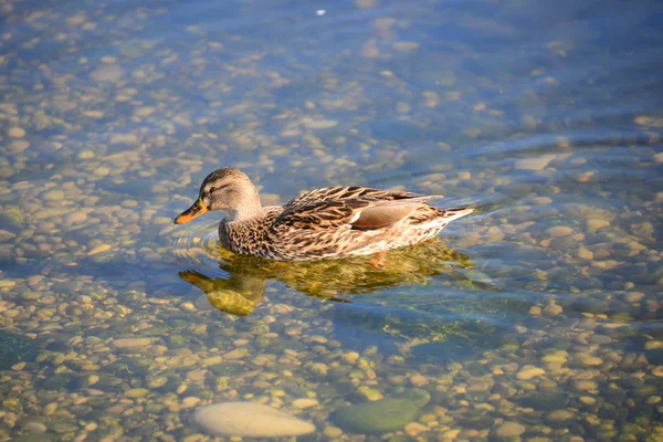 Aussichtsreiche Aussicht Auf Süße Stockente Der Natur — Stockfoto