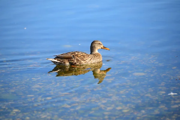 Aussichtsreiche Aussicht Auf Süße Stockente Der Natur — Stockfoto